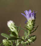 Willowleaf aster